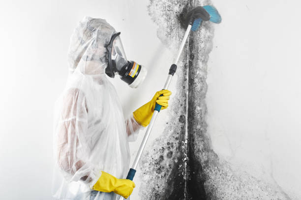 Best Water Damage & Mold Remediation  in Gold River, CA