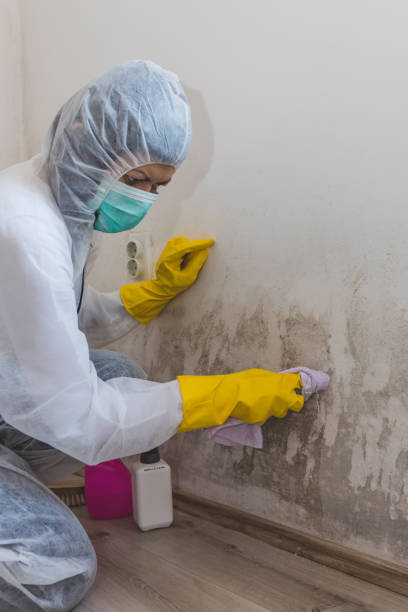 Environmental Consulting for Mold Prevention in Gold River, CA