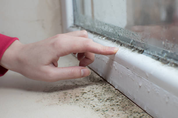 Best Mold-Related Health Consultation  in Gold River, CA